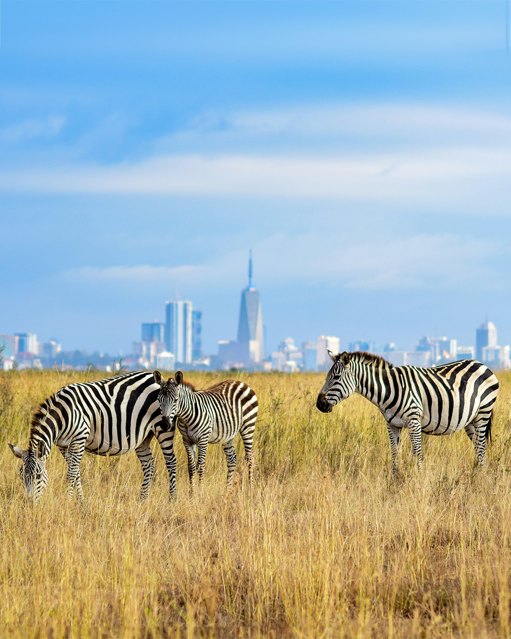 zebra grazing in Nairobi national park