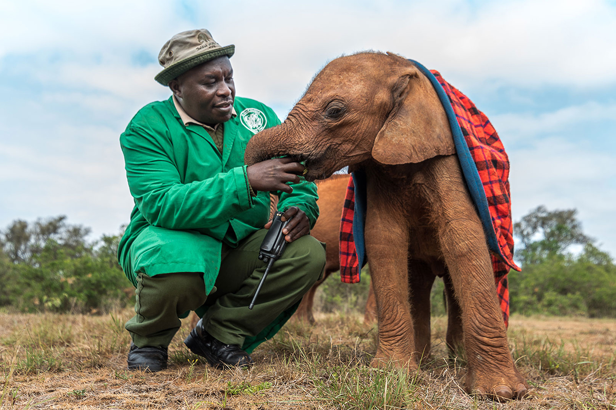 Man with baby elephant