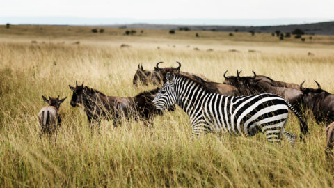 wild animals in kenya