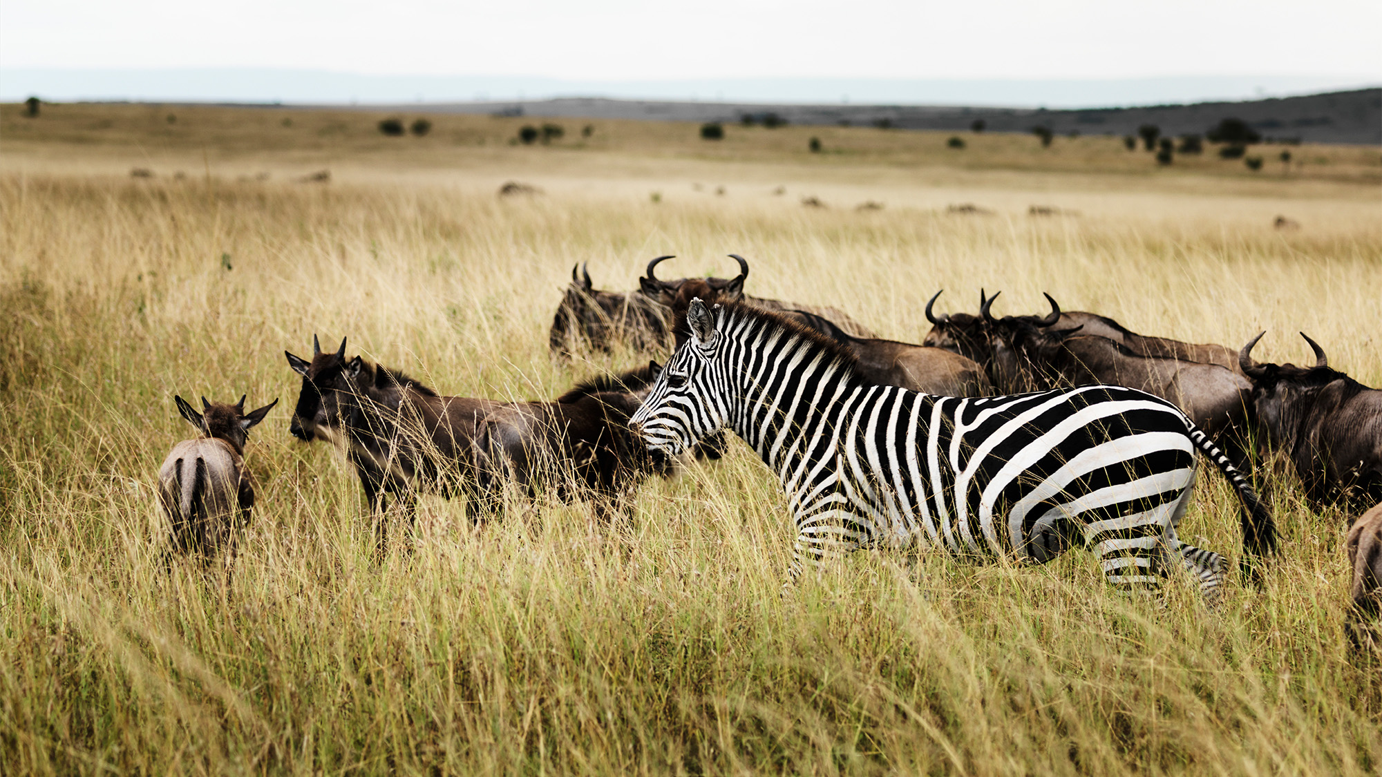 wild animals in kenya