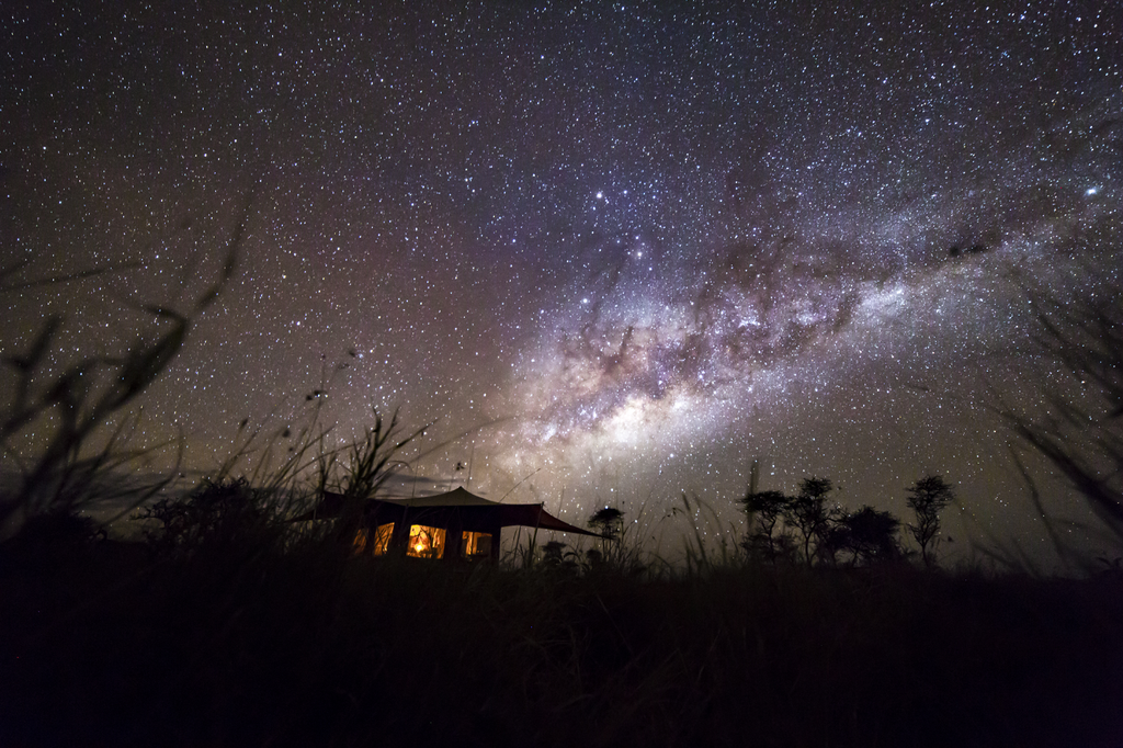 a starry night over the serengeti