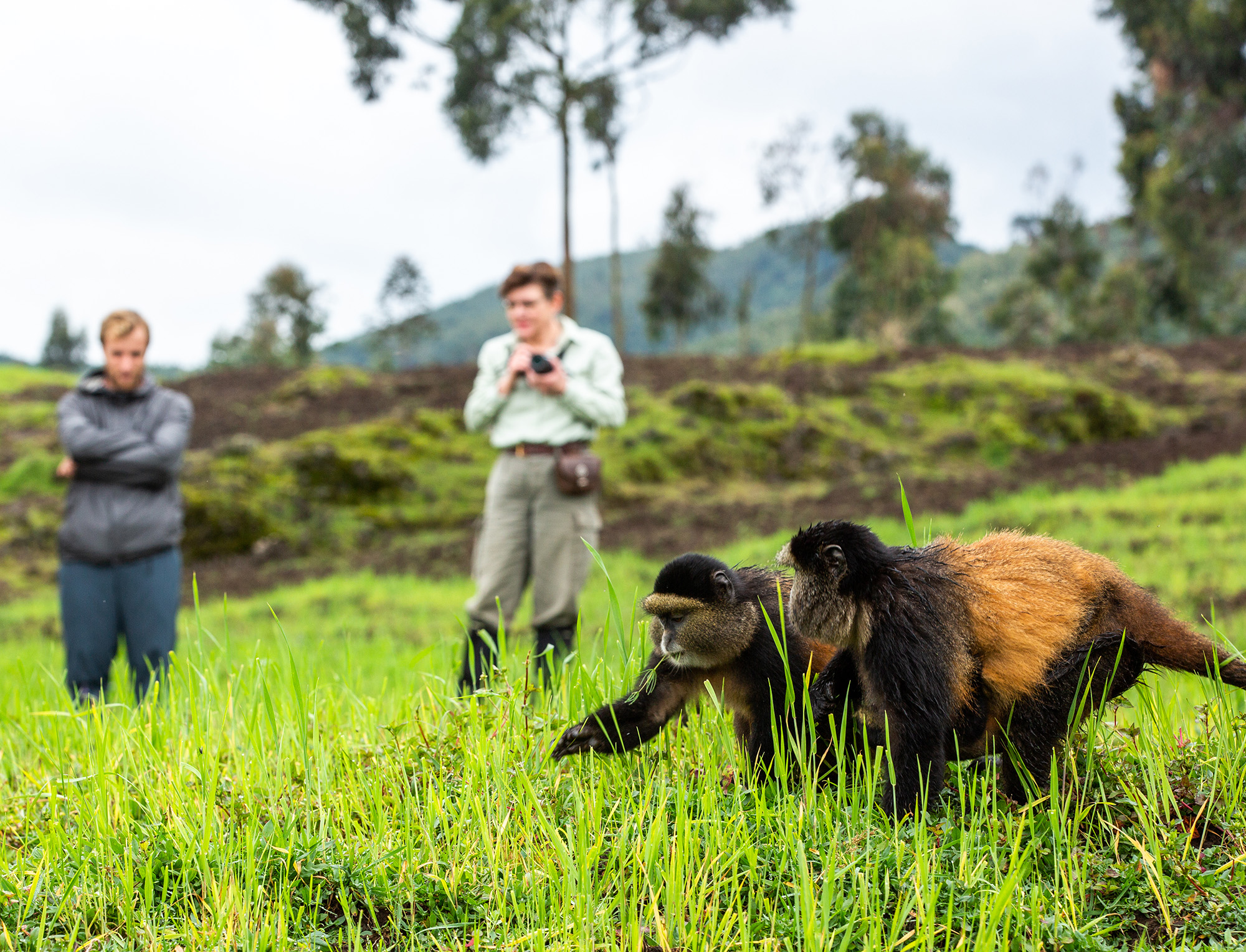 a person photographing two golden monkeys