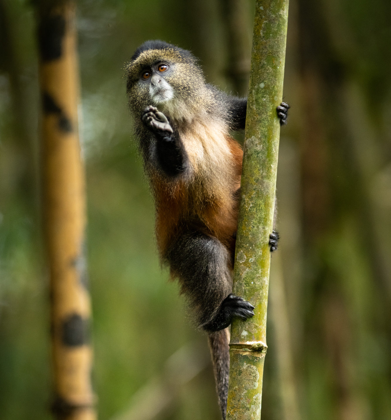 a golden monkey hanging on to bamboo