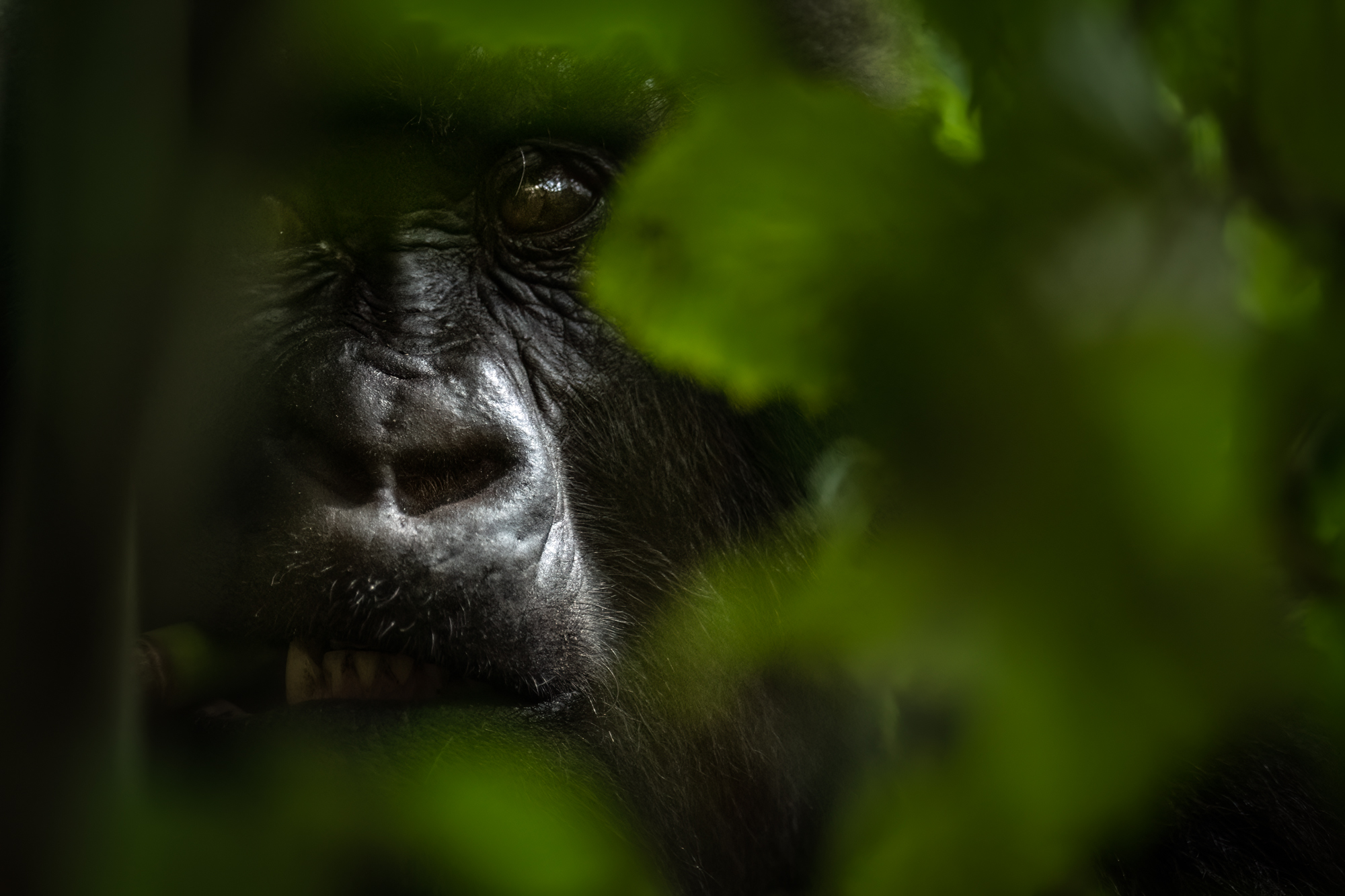 a gorilla in the forest