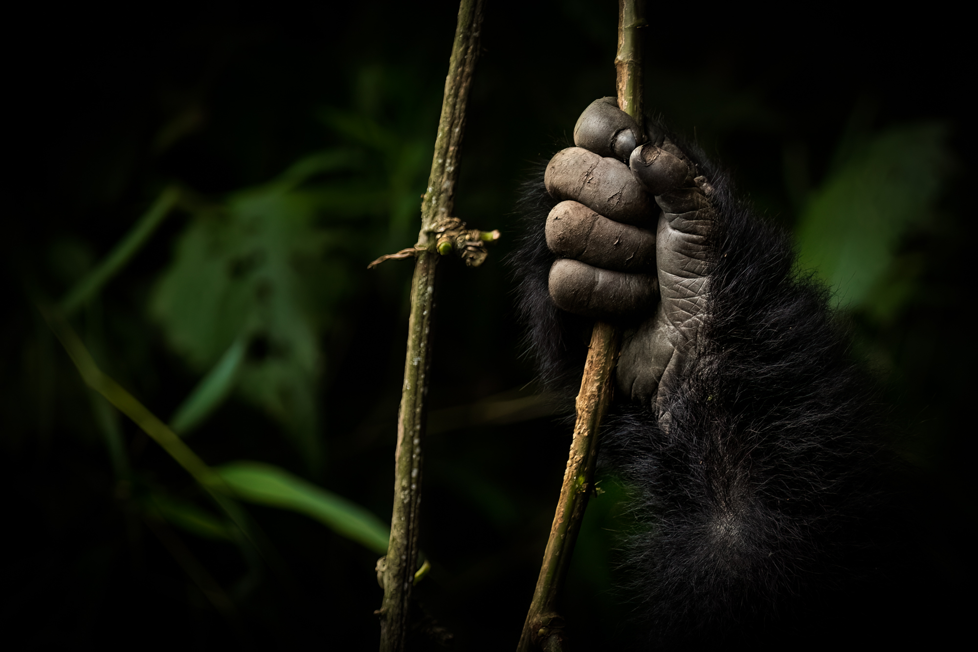 a gorilla's hand