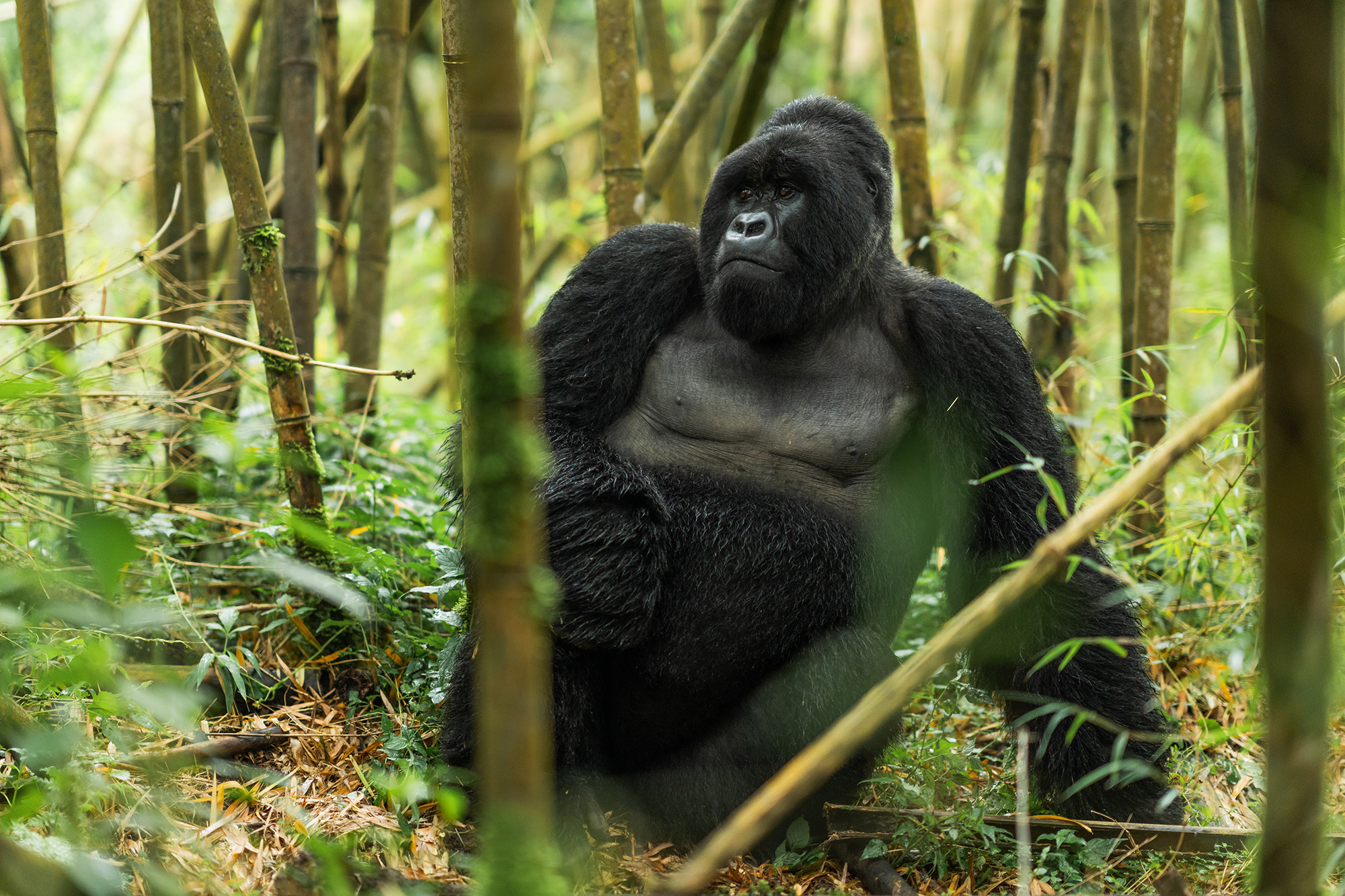 a gorilla sitting between bamboo plants