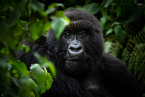 A mountain gorilla
