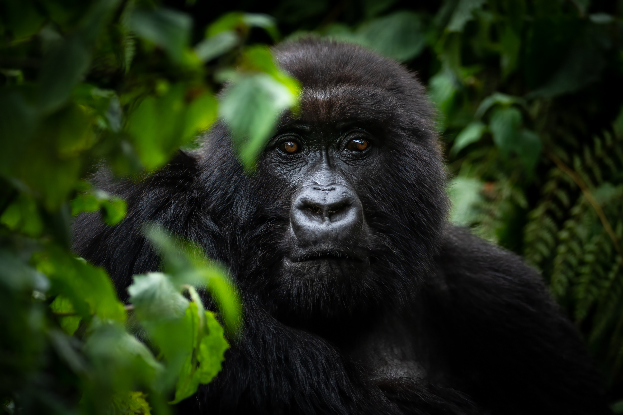 A mountain gorilla