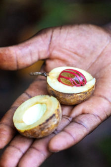 fresh nutmeg in someone's hand