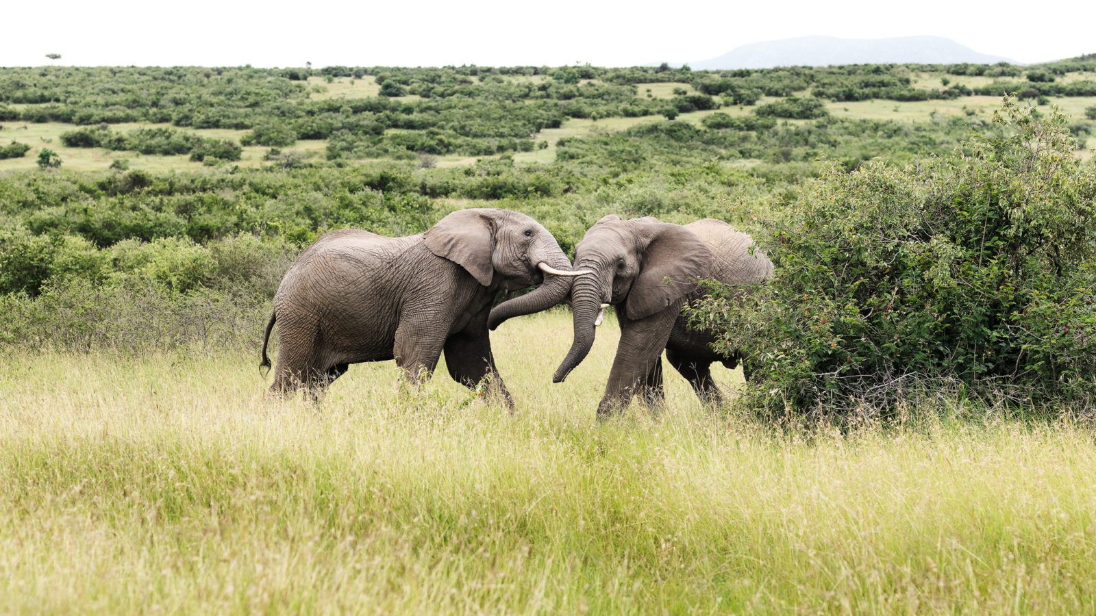wild elephants in the wilderness